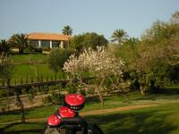 blue sky and almond blosson along the fairway